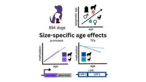 New Insights into Canine Aging Reveal Epigenetic Factors at Play in Larger and Male Dogs