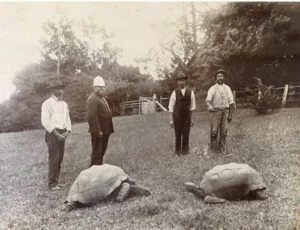 Genetic Insights into Jonathan the Tortoise's Remarkable 194-Year Longevity